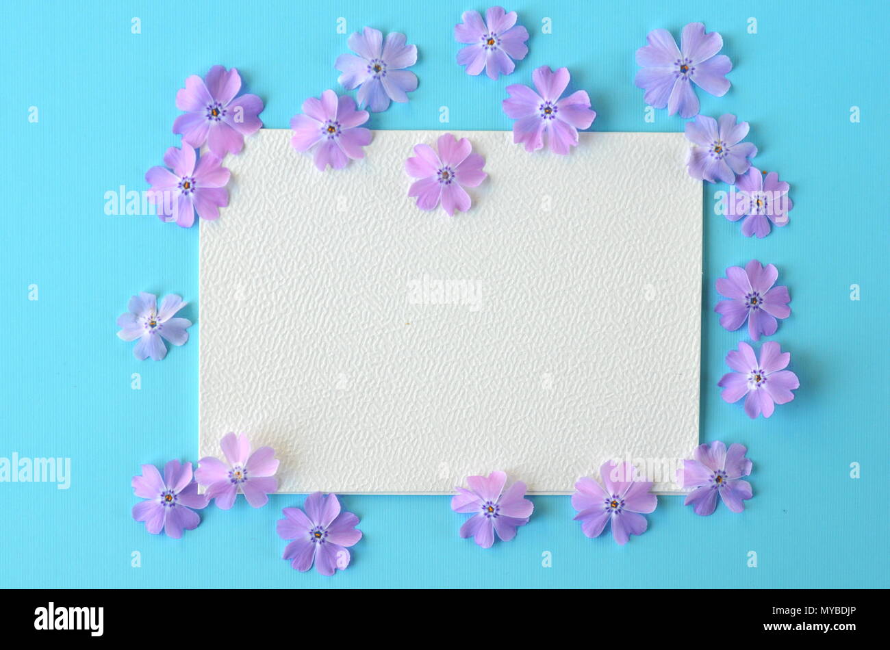 Phlox violet Lavande fleurs sur fond pastel bleu sarcelle turquoise télévision mise en page avec copie espace. Banque D'Images
