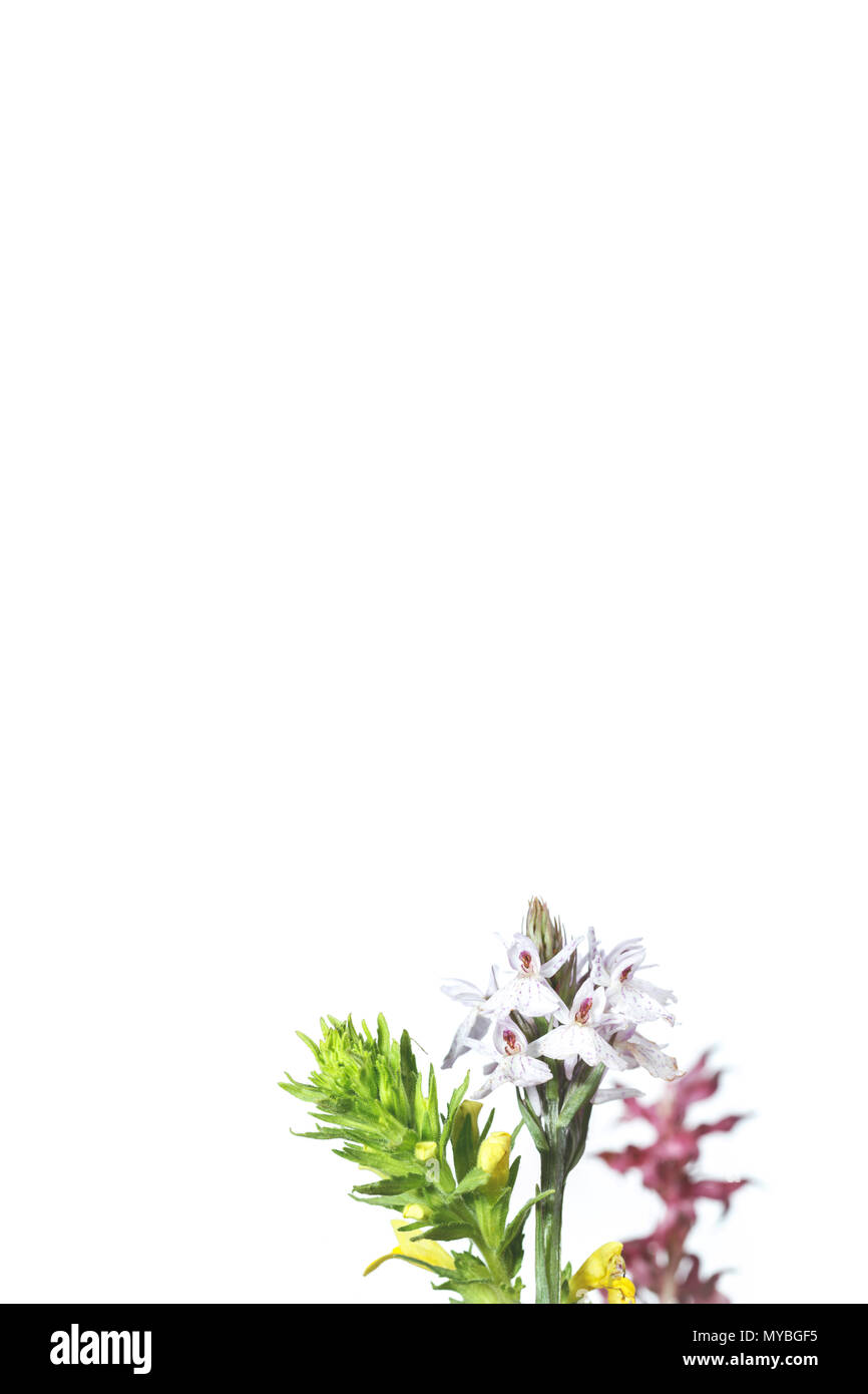 Orchidée fleur sur fond blanc Banque D'Images