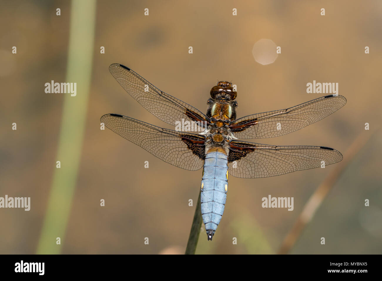 À corps large chaser (Libellula depressa) Banque D'Images