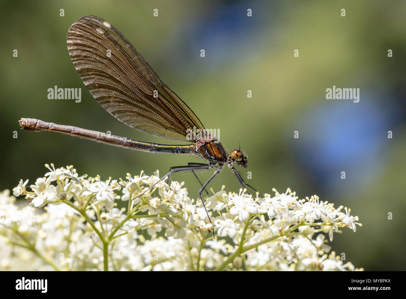 Belle demoiselle (Calopteryx virgo) Banque D'Images