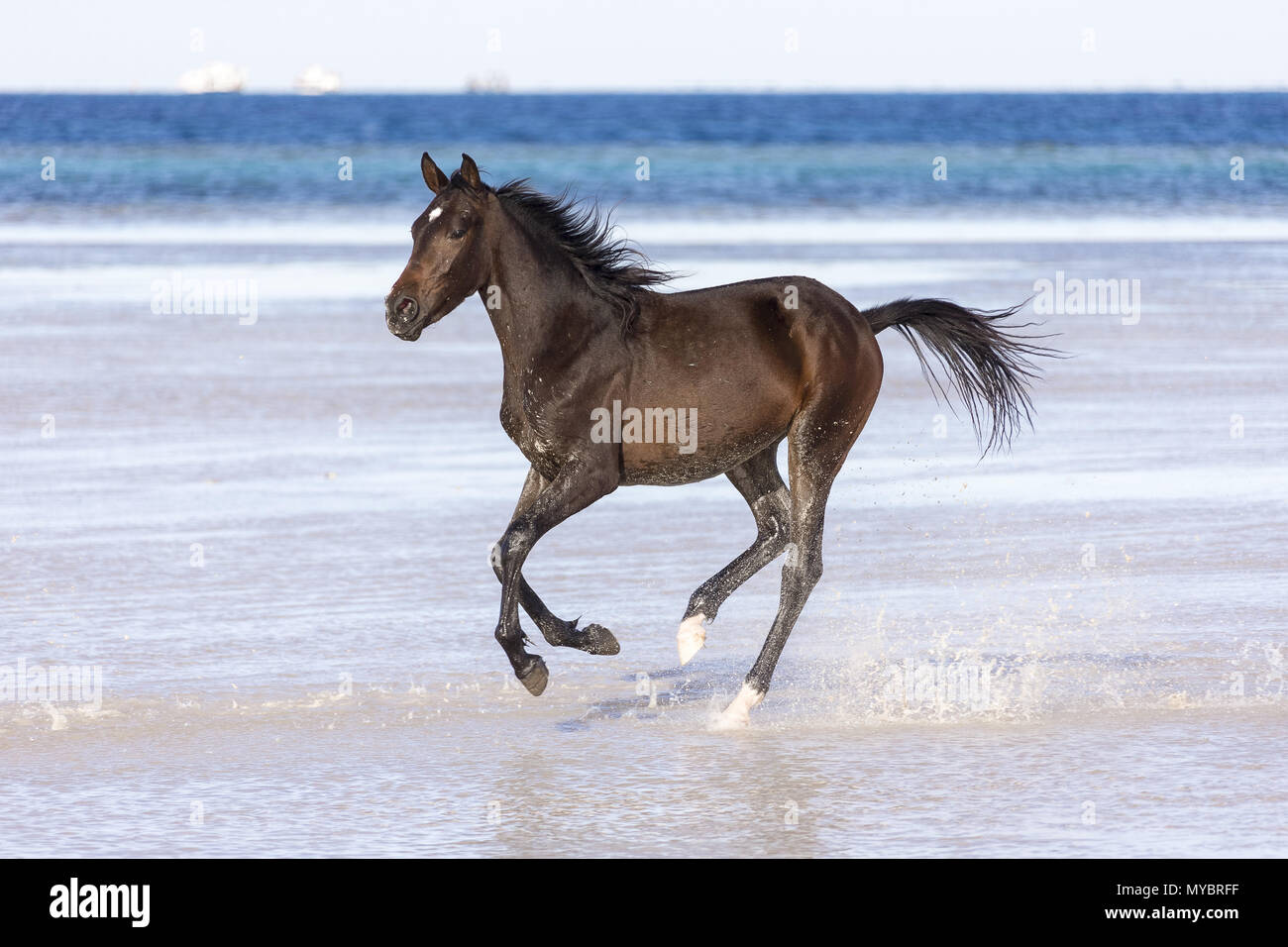 Barb horse. Le galop des chevaux de la baie en eau peu profonde. L'Égypte. Banque D'Images