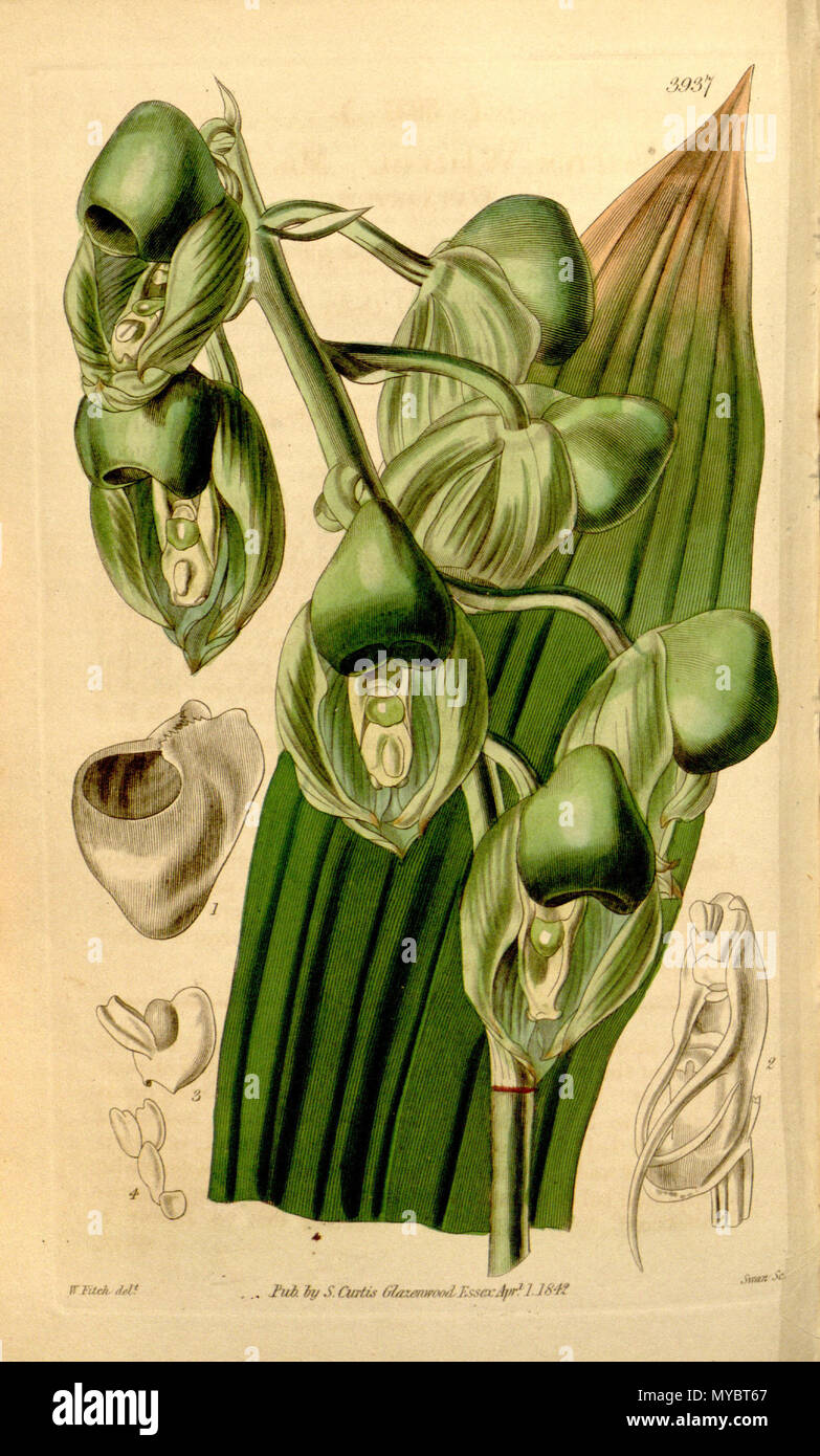 . Illustration de Catasetum integerrimum (comme syn. Catasetum wailesii), fleur femelle . 1842. Walter Hood Fitch (1817 - 1892) del, Swan lith 101 Catasetum integerrimum (comme syn. ''Catasetum wailesii'') - Curtis' 68 pl. 3937 (1842)-original Banque D'Images
