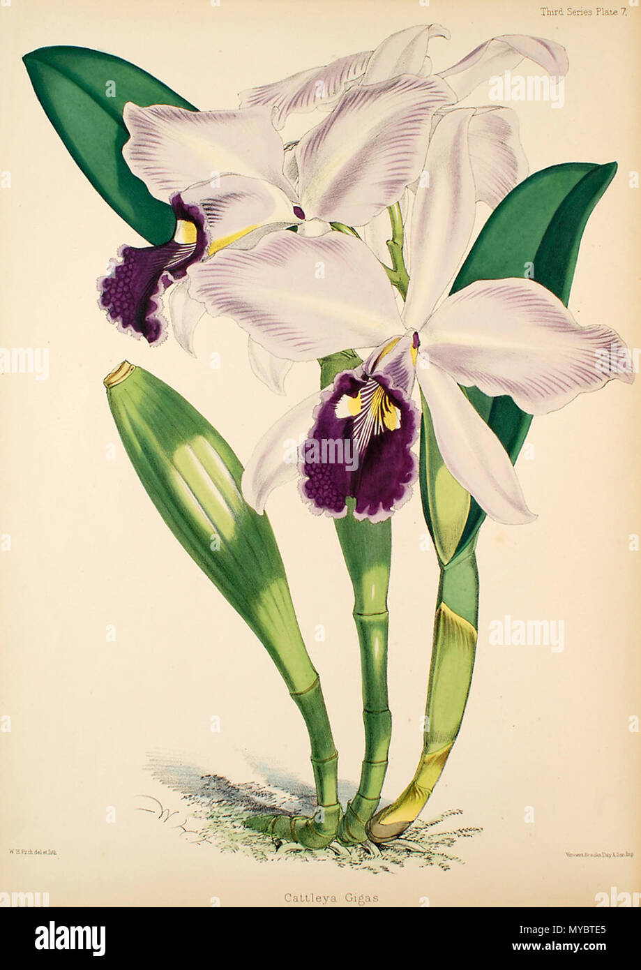 . Illustration de Cattleya warscewiczii (syn. Cattleya gigas) . (1877-1891). Walter Hood Fitch (1817 - 1892), illustrateur, Robert Warner (1814-1896) et Benjamin Samuel Williams (1822-1890) 102 éditeurs Cattleya warscewiczii (comme Cattleya gigas)- Warner, Williams - Sélectionnez orch. des plantes 3, pl. 7 (1877-1891) Banque D'Images