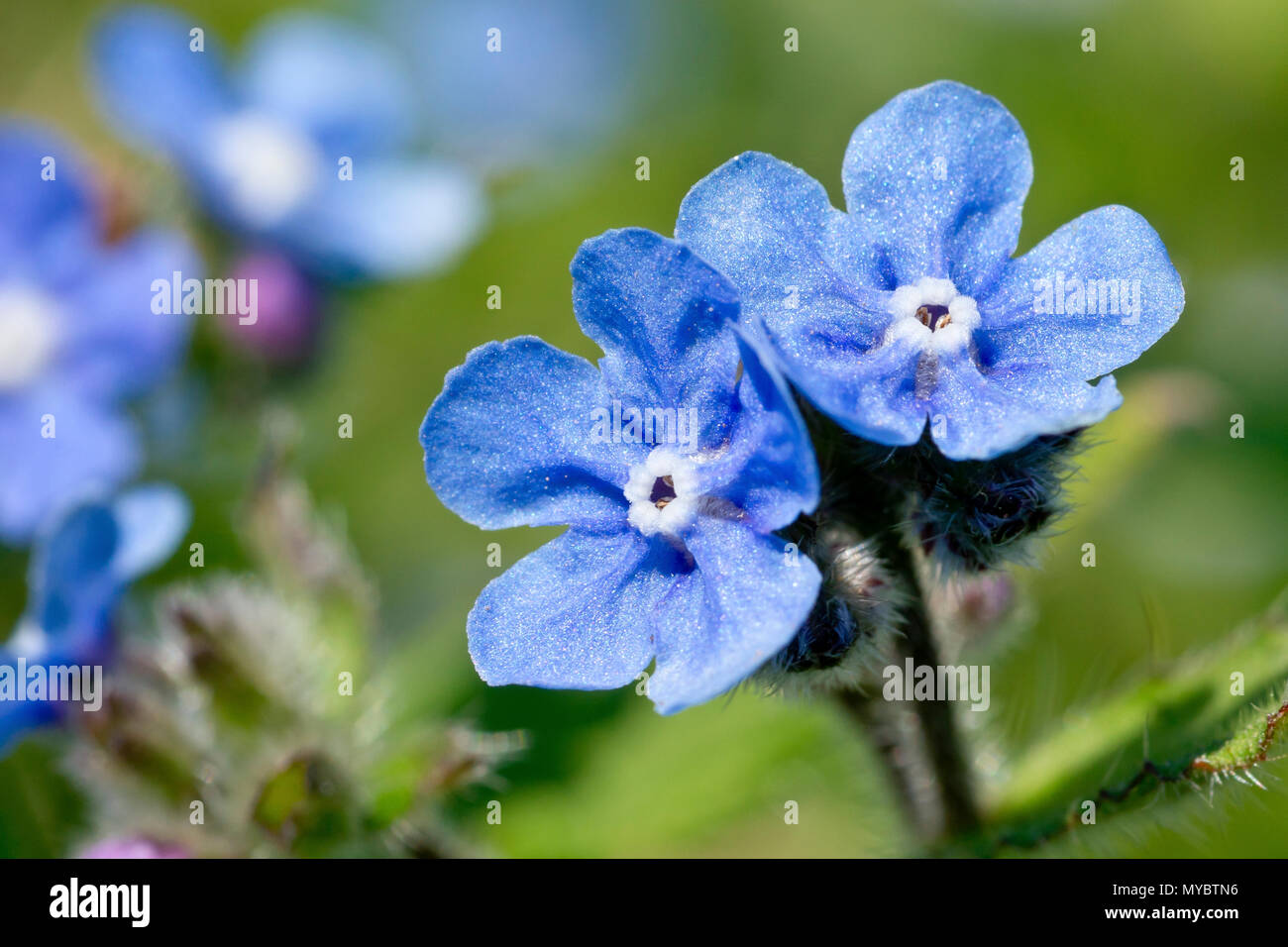 Orcanette vert (pentaglottis sempervirens), close up d'un couple de fleurs parmi d'autres. Banque D'Images