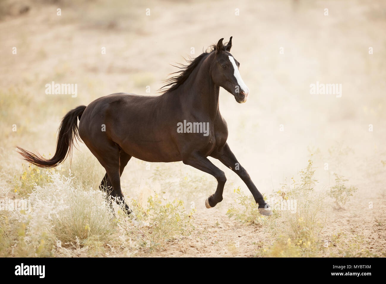 Chevaux Marwari. Mare noire en galopant semi-désert paysage. L'Inde Banque D'Images