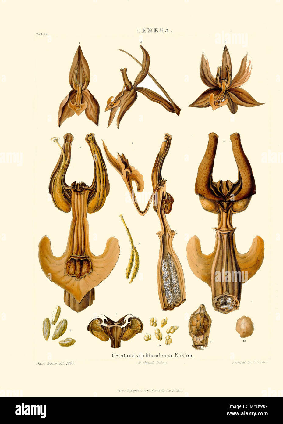 . Anglais : Illustration de Ceratandra atrata de Francis Bauer & John Lindley Illustrations de plantes orchidaceous . Entre 1830 et 1838. Francis Bauer & John Lindley 103 chloroleuca Ceratandra - Francis Bauer &AMP ; John Lindley - Illustrations des plantes orchidaceous - Planche 16 Banque D'Images