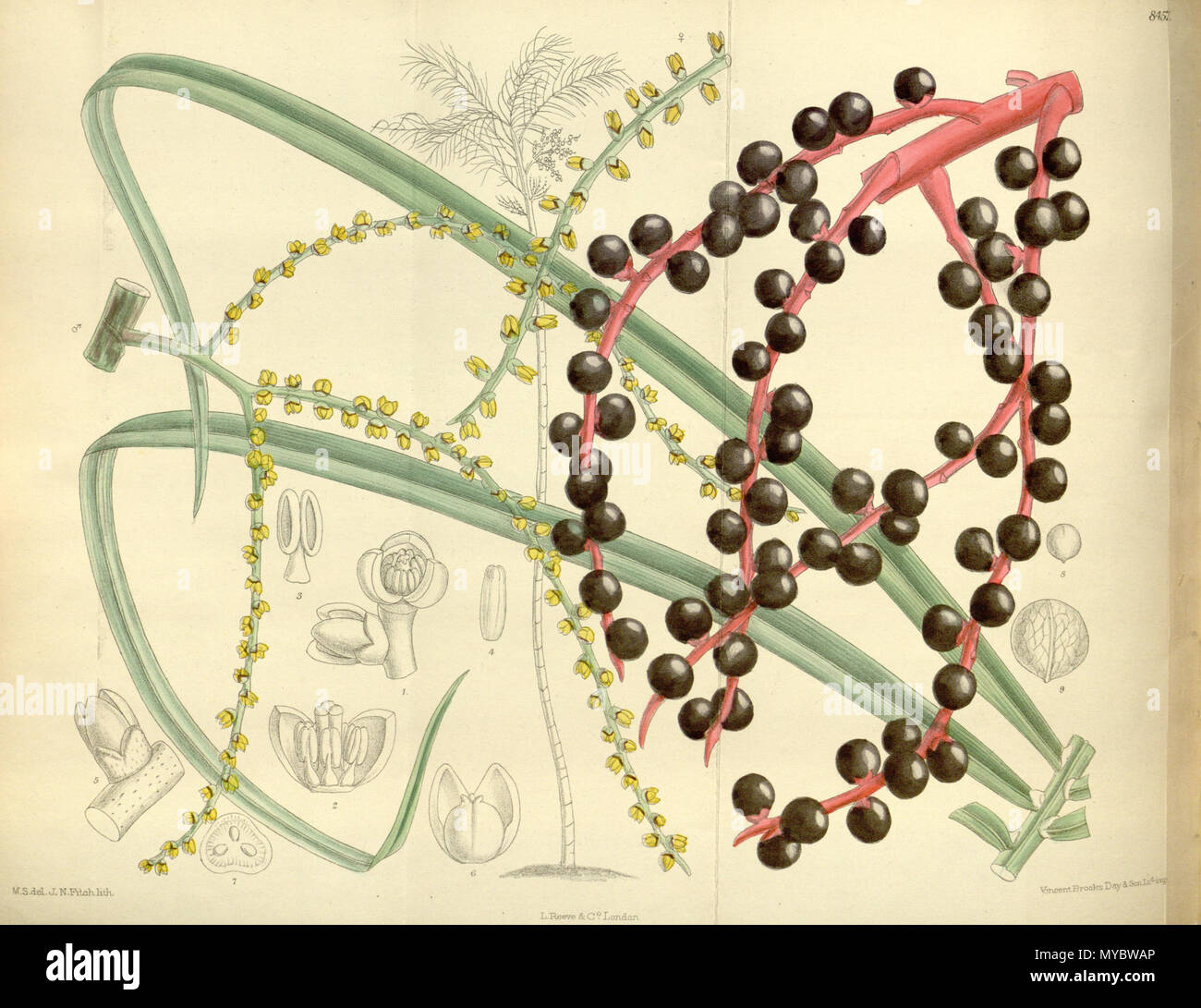 . Chamaedorea glaucifolia, Arecaceae . 1912. M.S. del, J.N.Fitch, lith. 104 138-8457 Chamaedorea glaucifolia Banque D'Images