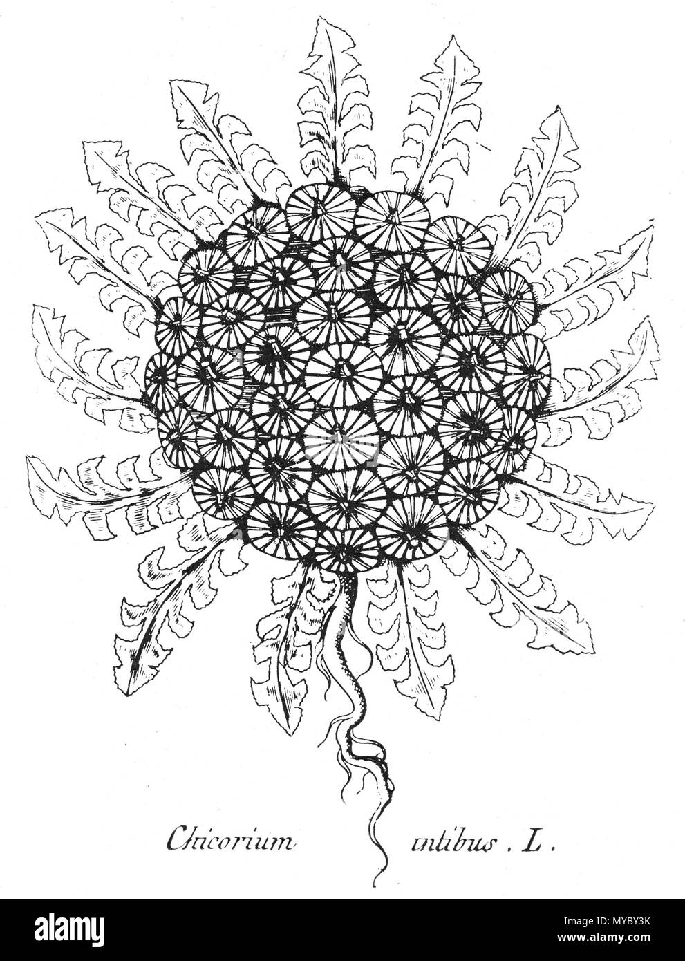 113 Cichorium intybus 1796 Banque D'Images