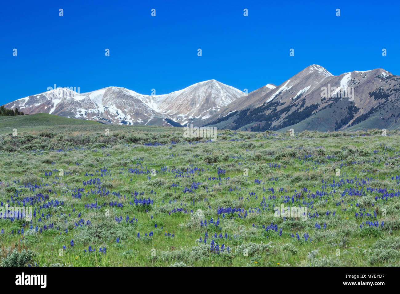 Lupin et de sauge dans un pré au-dessous du sommet de Lima, près de Lima, au Montana Banque D'Images