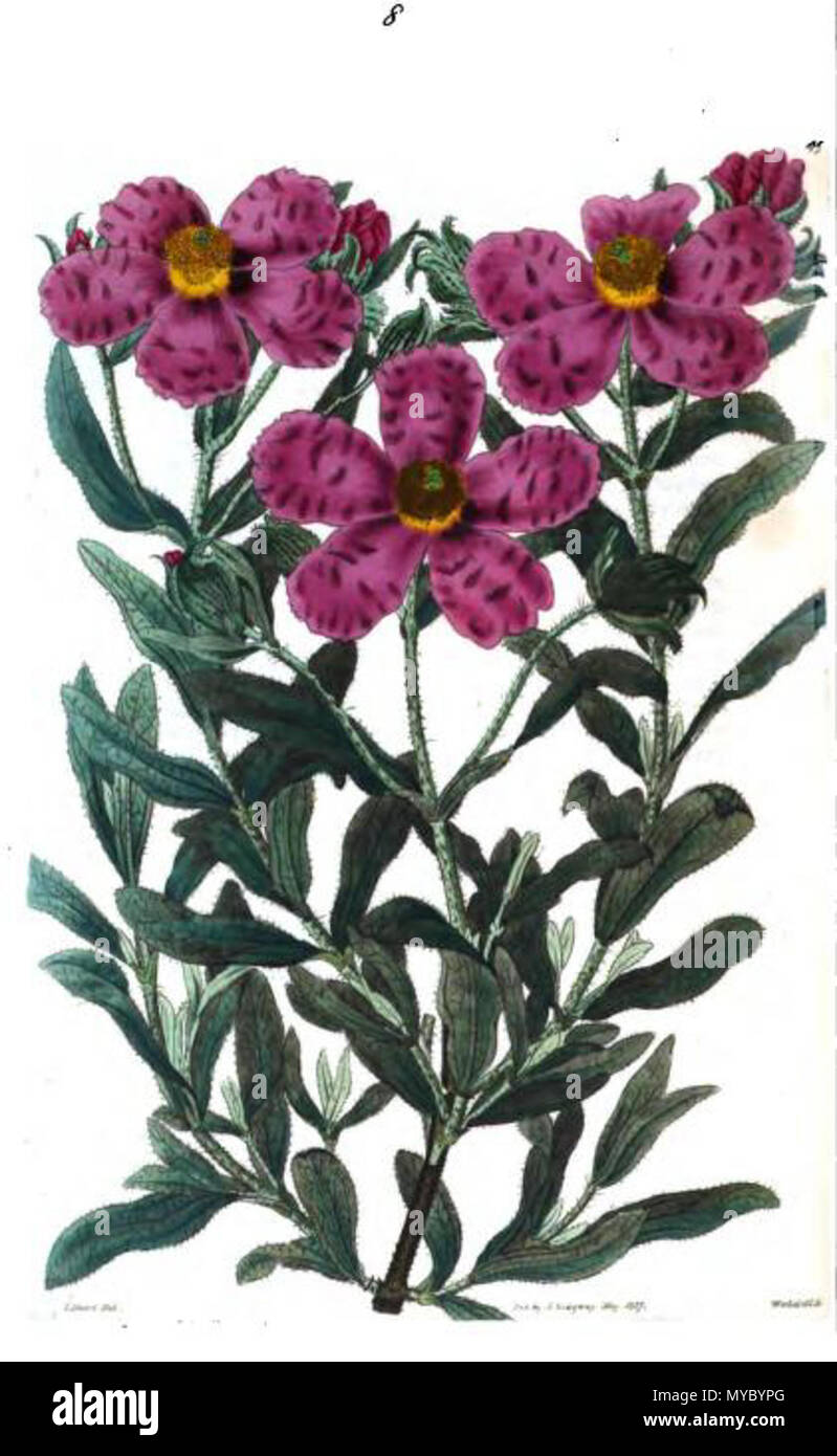 . Anglais : Cistus × canescens . 21 juillet 2013, 22:52:20. Sweet (1827) 113 Le Ciste canescens Banque D'Images