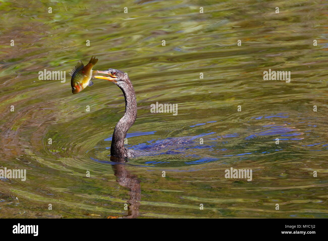 L'anhinga Anhinga anhinga, collets, un poisson bleu Gill. Banque D'Images