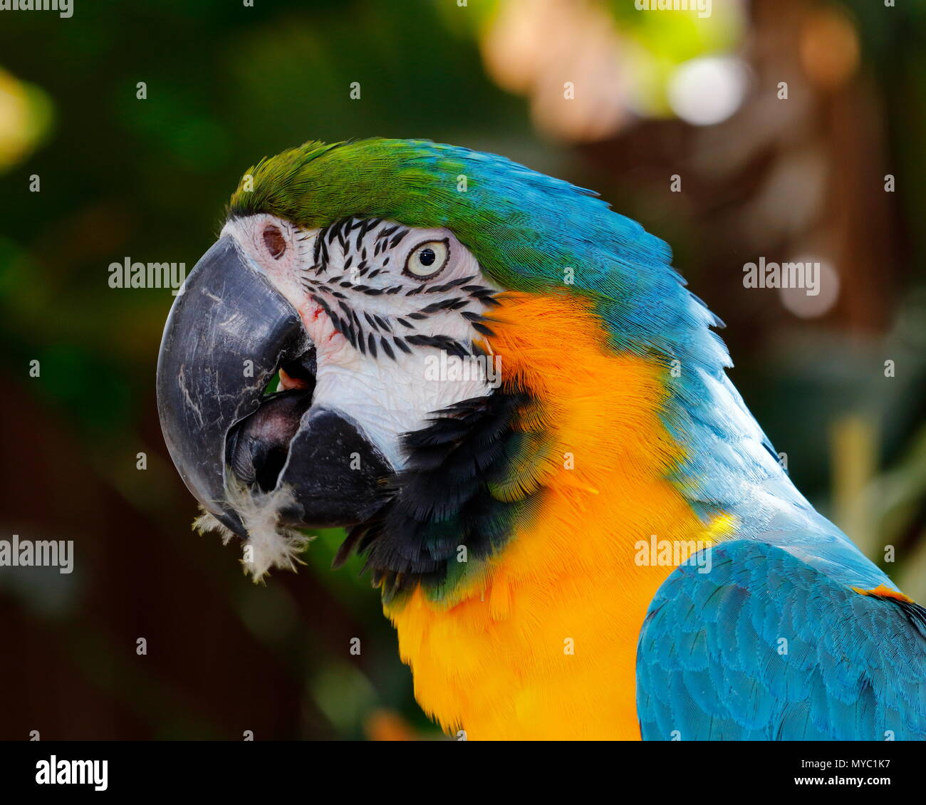 Portrait d'une couleur bleu-et-jaune, Ara ararauna ara. Banque D'Images
