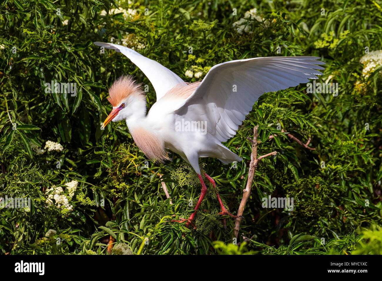 Un héron garde-boeuf, Bubulcus ibis, à une rookerie en saison de reproduction. Banque D'Images