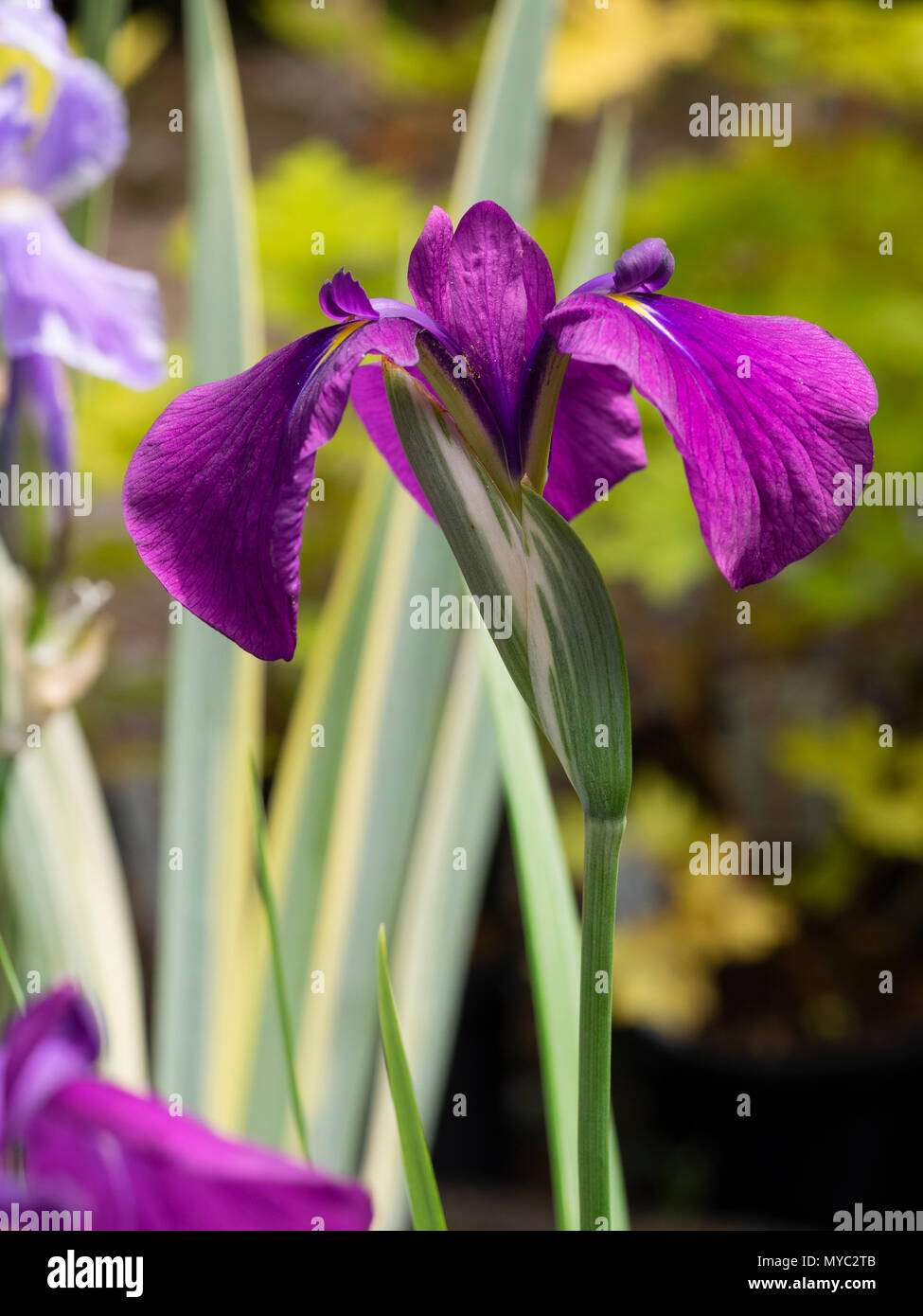 Au début de l'été rouge-pourpre, les fleurs de l'iris japonais hardy, Iris ensata 'Variegata' Banque D'Images