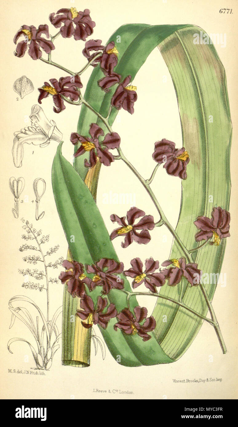 . Illustration de Cyrtochilum edwardii (syn. Odontoglossum edwardii, écrit par Hooker comme Odontoglossum edwardi) . 1884. M. S. del. (  = Matilda Smith, 1854-1926), J. N. Fitch lith. (  = John Nugent Fitch, 1840-1927) . Description par Joseph Dalton Hooker (1817-1911) 129 Cyrtochilum edwardii (comme Odontoglossum edwardi) - Curtis' 110 (Ser. N° 3 40) pl. 6771 (1884) Banque D'Images