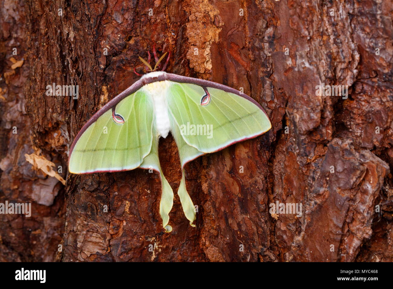 Une espèce de Luna, Actias luna, reposant sur un tronc d'arbre de pin. Banque D'Images