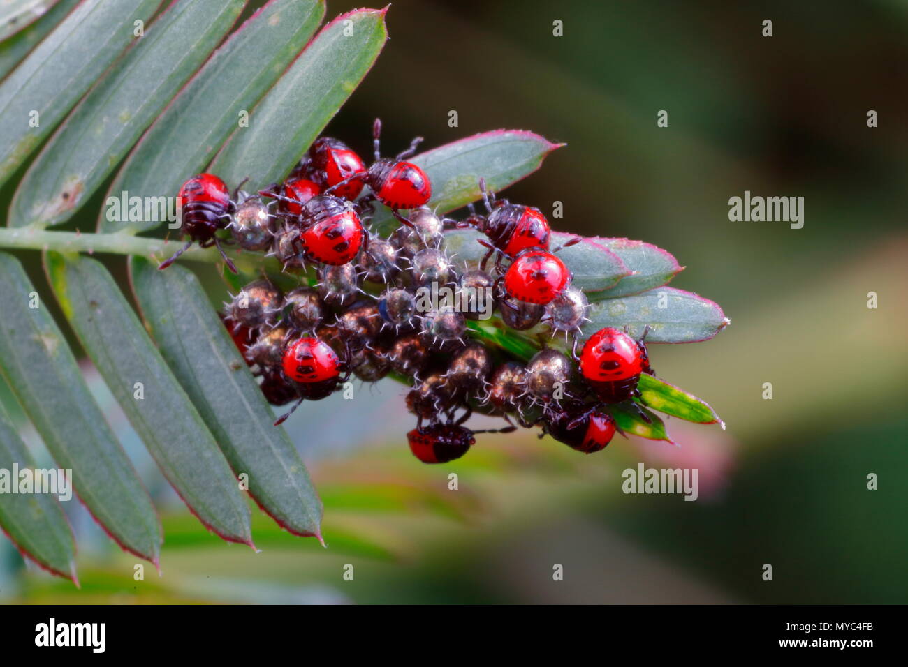 Stink bug nyphs assemblées sur mimosa après l'éclosion. Banque D'Images