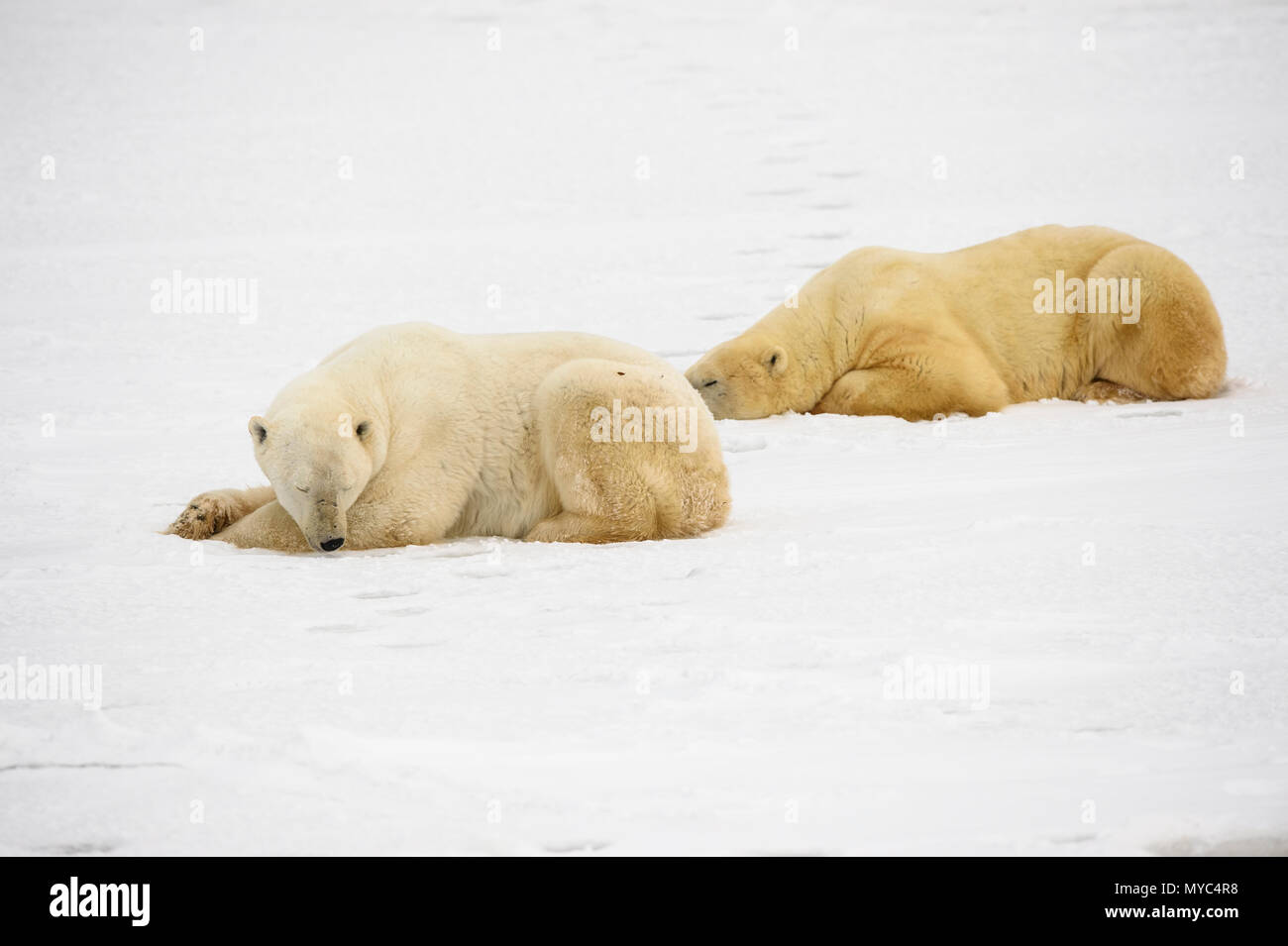 L'ours polaire (Ursus maritimus) dormant le long de la côte de la Baie d'Hudson, en attente pour la glace de mer pour former, Wapusk National Park, Cape Churchill, Manitoba, Canada Banque D'Images