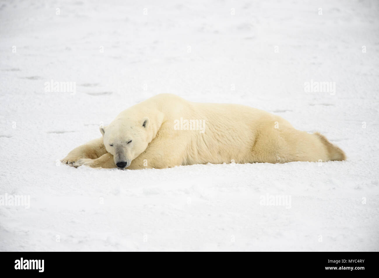 L'ours polaire (Ursus maritimus) dormant le long de la côte de la Baie d'Hudson, en attente pour la glace de mer pour former, Wapusk National Park, Cape Churchill, Manitoba, Canada Banque D'Images