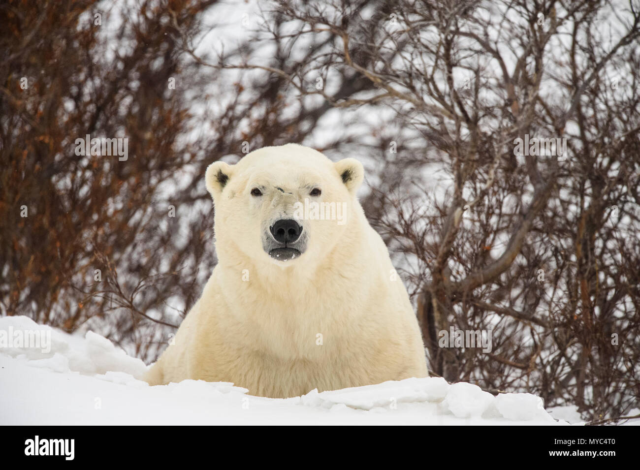 L'ours polaire (Ursus maritimus) curieux individu approchant, Wapusk National Park, Cape Churchill, Manitoba, Canada Banque D'Images