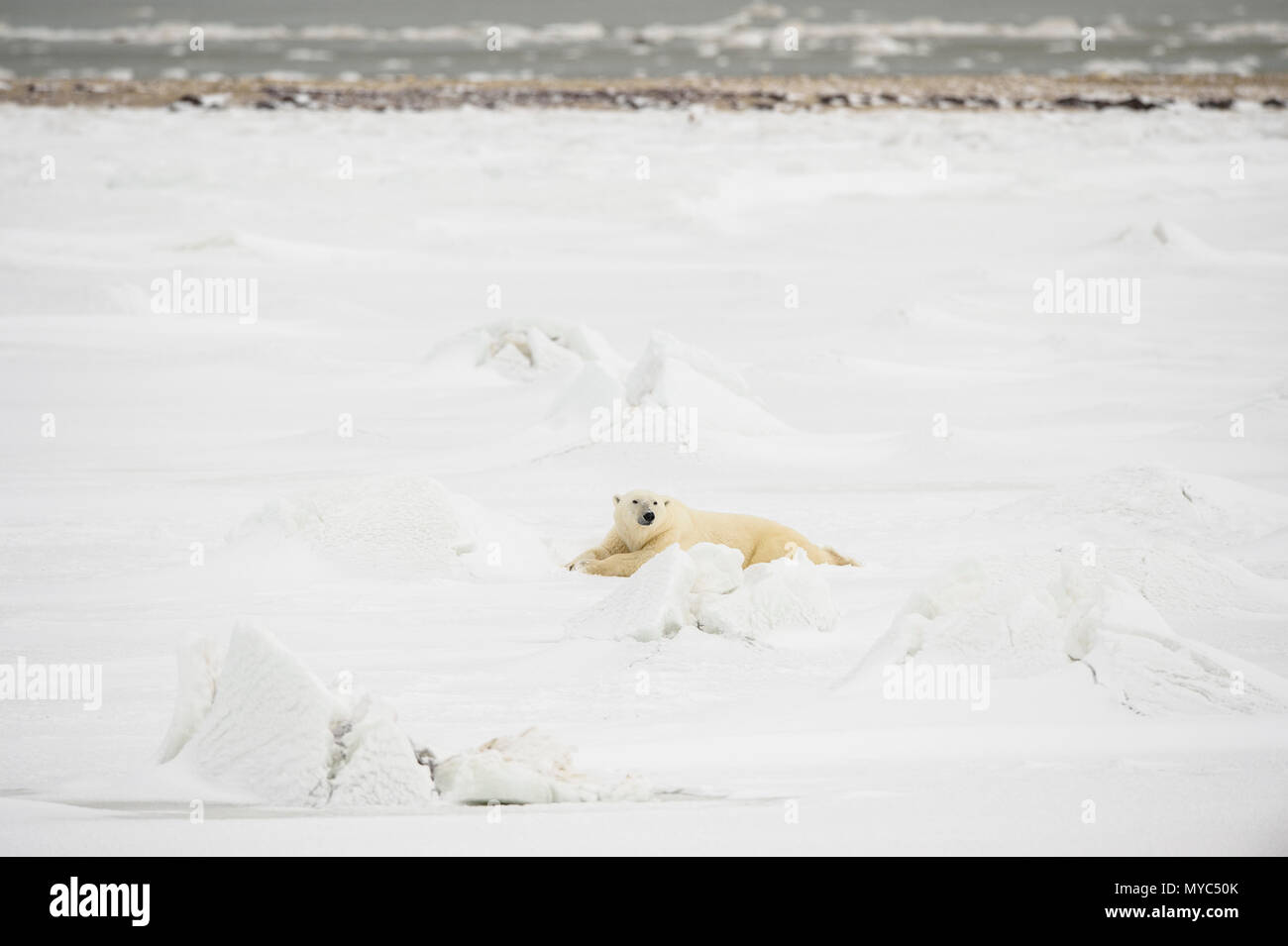 L'ours polaire (Ursus maritimus) Wandering côte de la Baie d'Hudson en attente de la glace de mer, le parc national Wapusk, Cape Churchill, Manitoba, Canada Banque D'Images