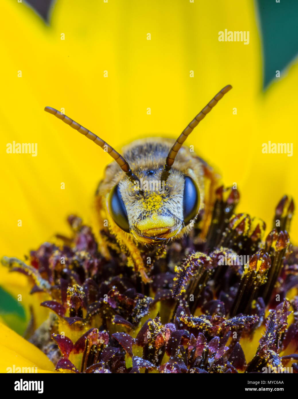 Une sueur, abeille Halictus ligatus, sur une fleur jaune. Banque D'Images