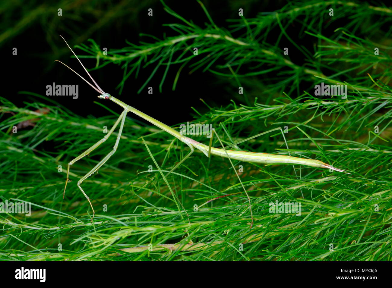 Un Brunner's stick mantis, Brunneria borealis, qui se nourrissent de plantes. Banque D'Images