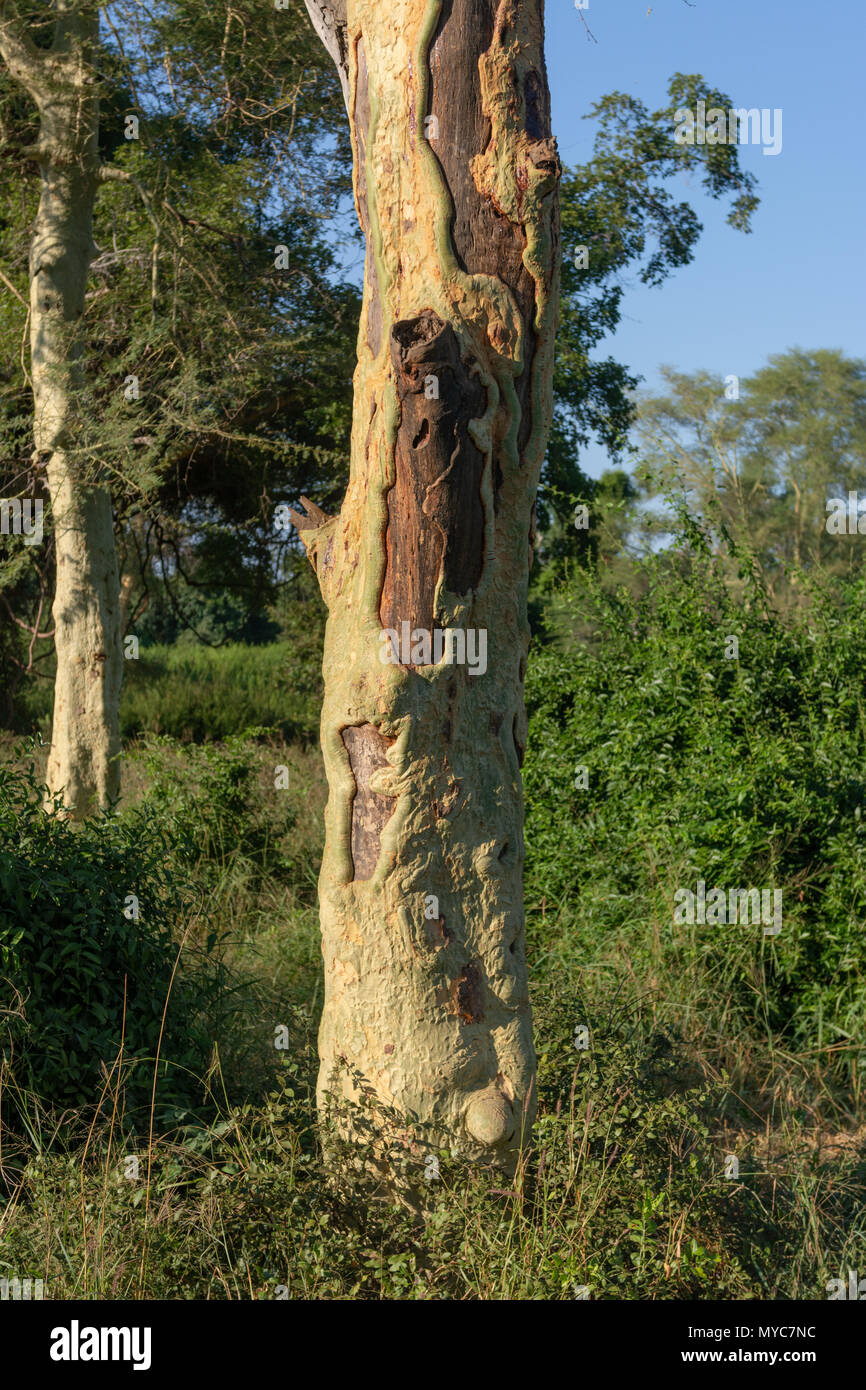 Tronc d'un arbre de la fièvre dans le contrat qui compte environ 19000 habitants dans le Nord de l'Afrique du Sud Kruger Banque D'Images