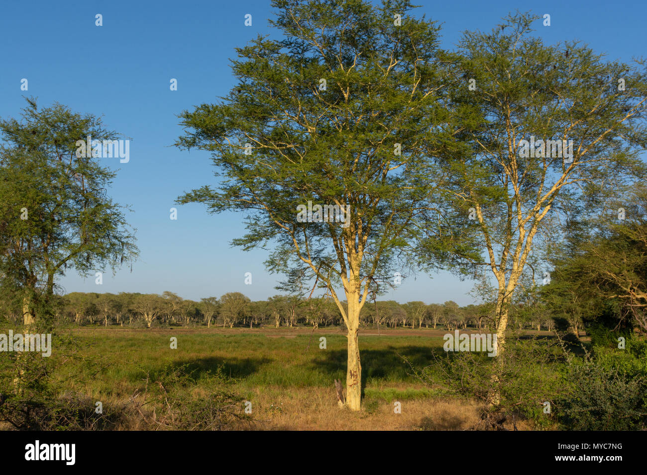 Un Fever Tree Forest dans le parc Kruger du Nord Contrat Makuleke, Afrique du Sud Banque D'Images