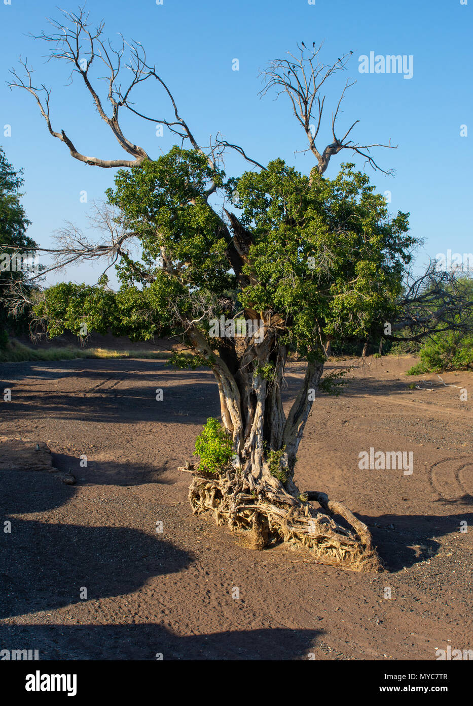 Sycamore Fig Tree dans un lit de rivière à sec dans la Mashatu au Botswana Banque D'Images