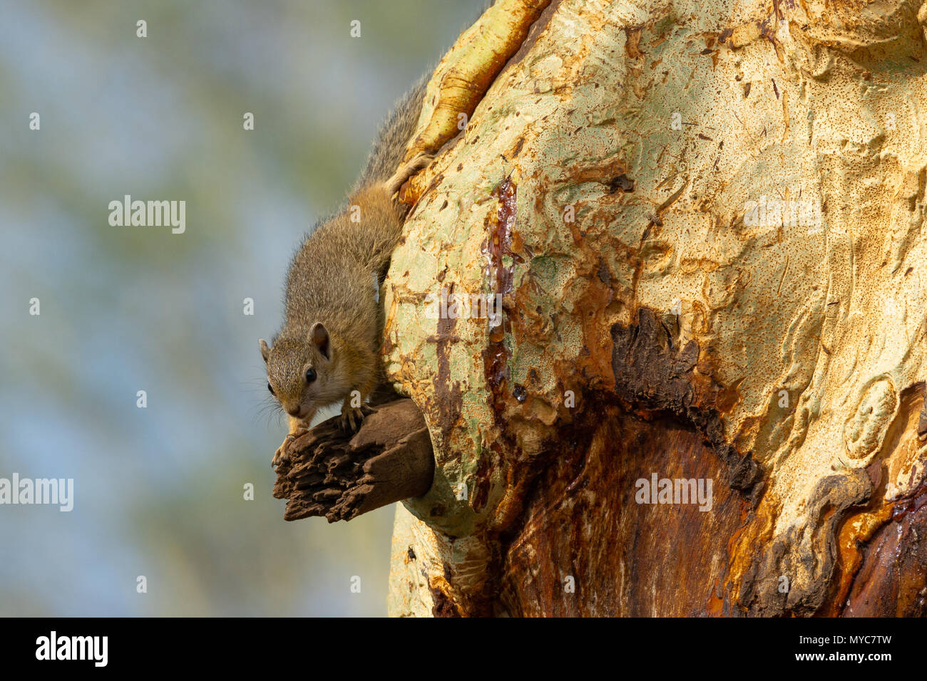 Boire de l'Écureuil arbre sap sur un Fever Tree inSouth Sud Banque D'Images