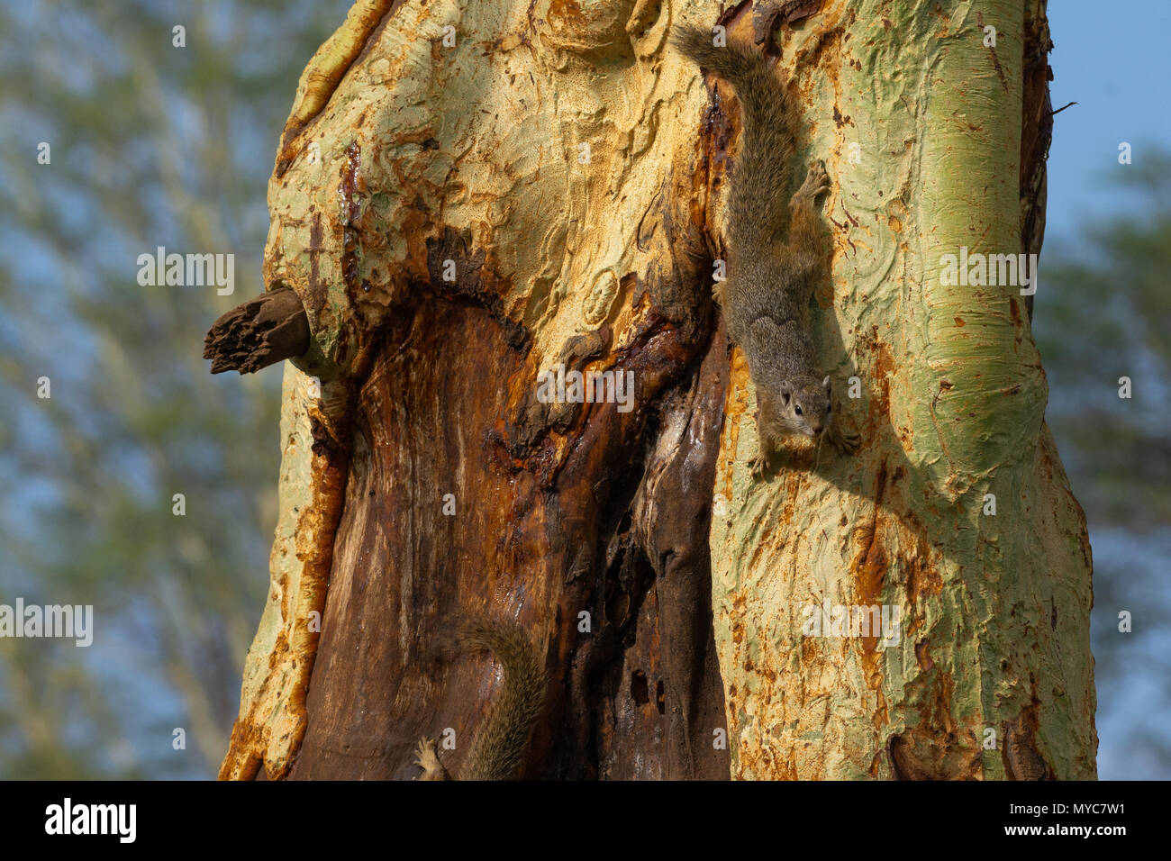 Boire de l'Écureuil arbre sap sur un Fever Tree inSouth Sud Banque D'Images