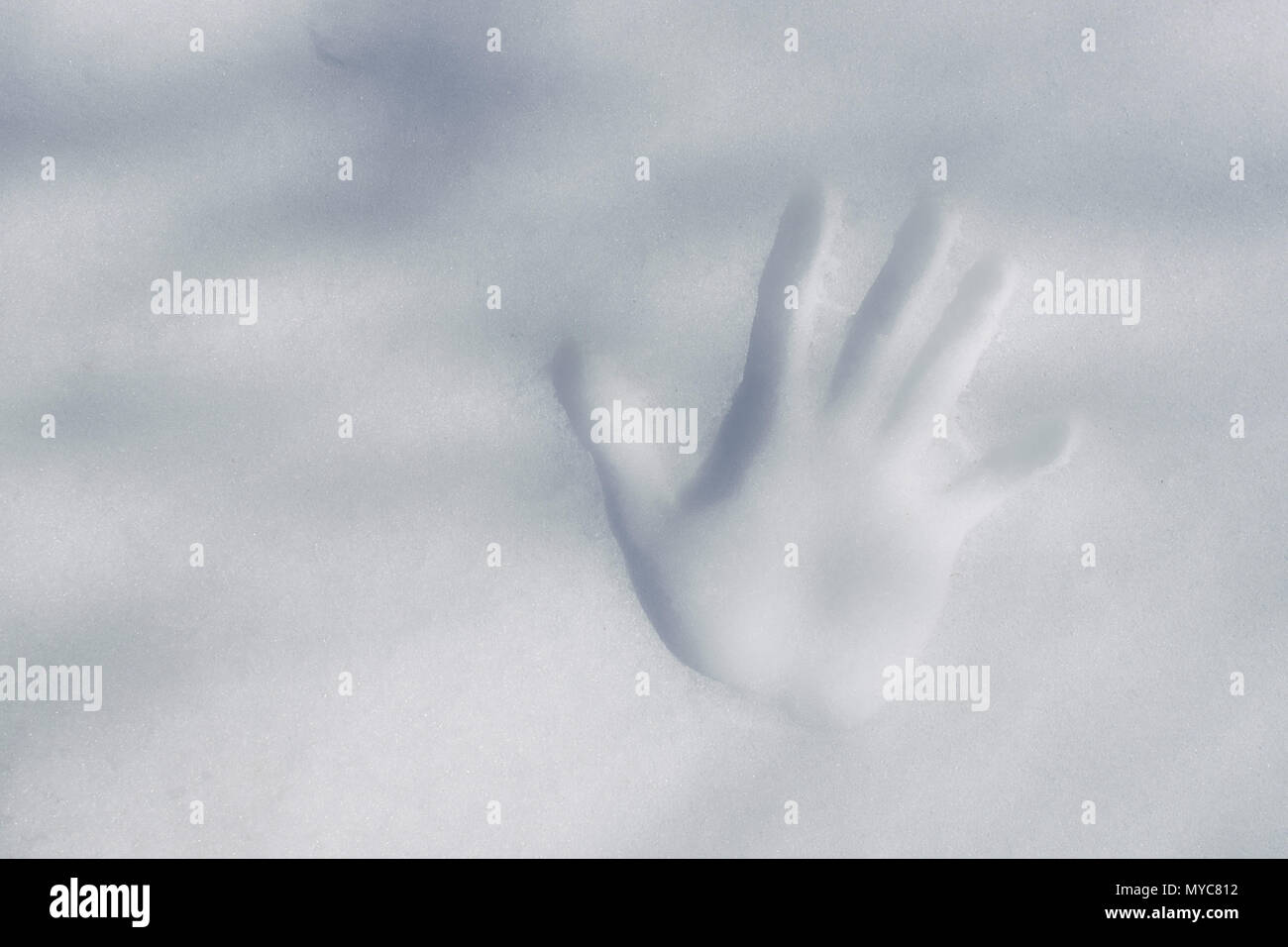 Palm imprimer sur la neige Banque D'Images