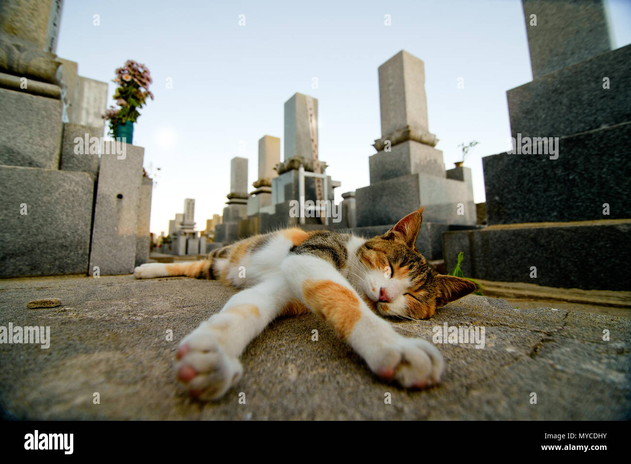 Cat Island, le Japon de hobby Banque D'Images