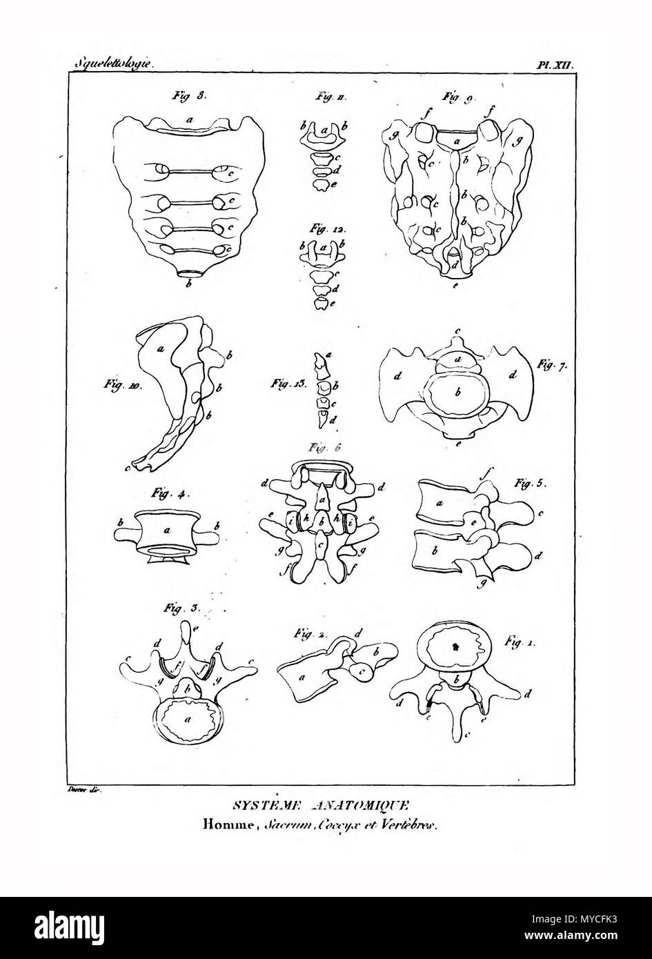 164 Encyclopédie méthodique - Systeme Anatomique, pl12 Banque D'Images