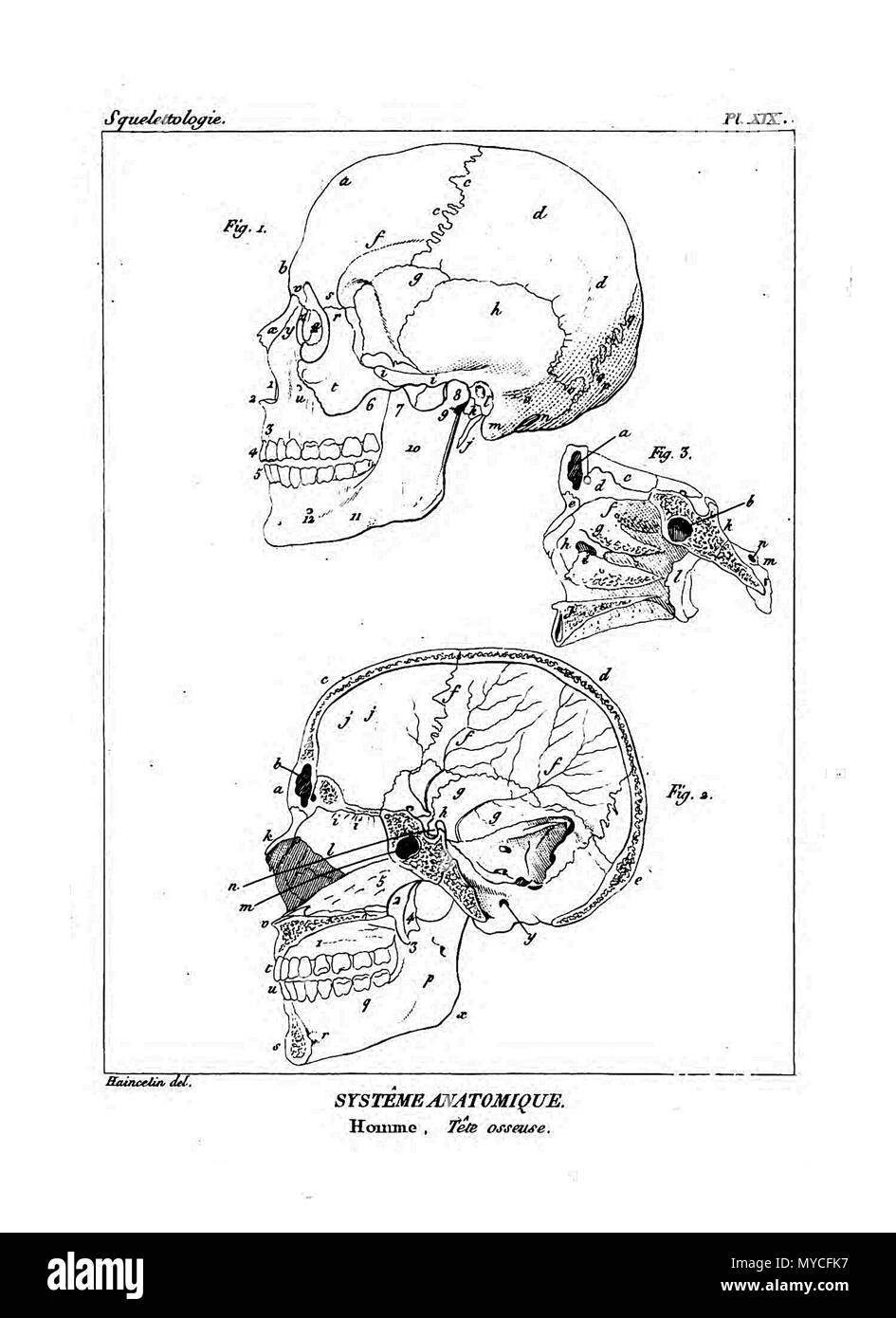 164 Encyclopédie méthodique - Systeme Anatomique, pl19 Banque D'Images