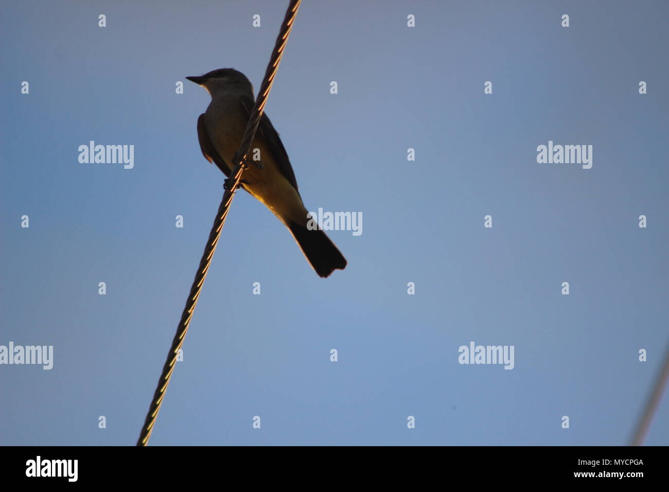 Un oiseau se trouve sur un poteau téléphonique à fil dans la lumière du soleil. Banque D'Images Un oiseau se trouve sur un poteau téléphonique à fil dans la lumière du soleil. Banque D'Images