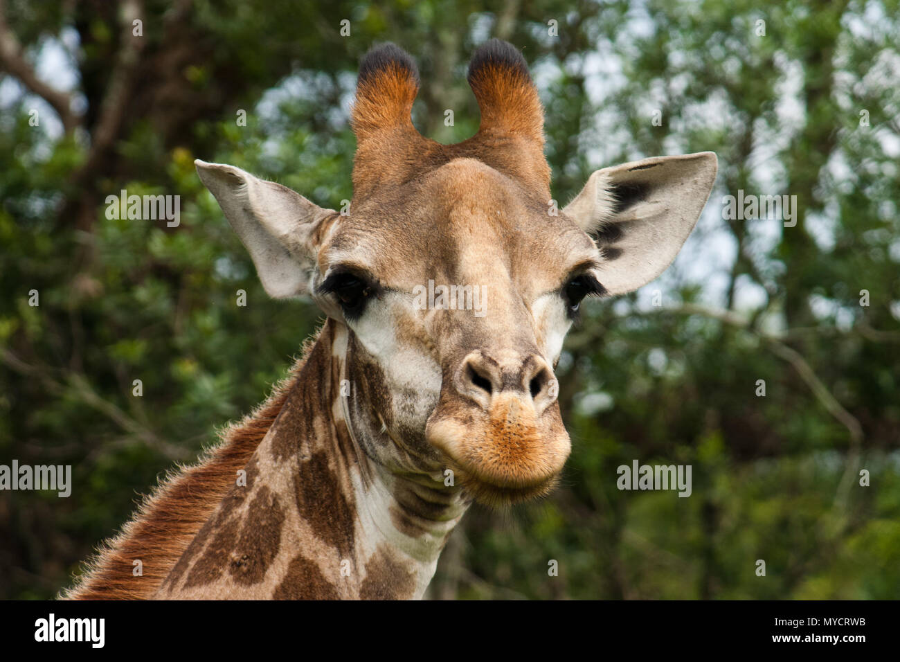 Le Kwazulu-Natal, Afrique du Sud : girafe à la caméra directement dans Banque D'Images