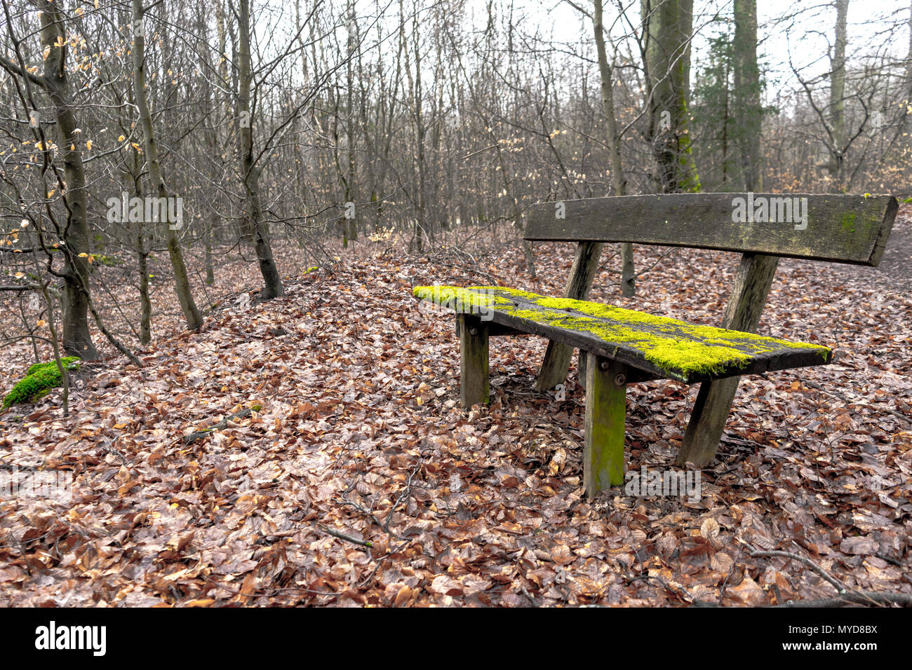 Très vieux banc en bois couverts de mousse au milieu d'une forêt. Tourné en automne, le sol est couvert de brown leafes avec skinny arbres dans le dos. Banque D'Images