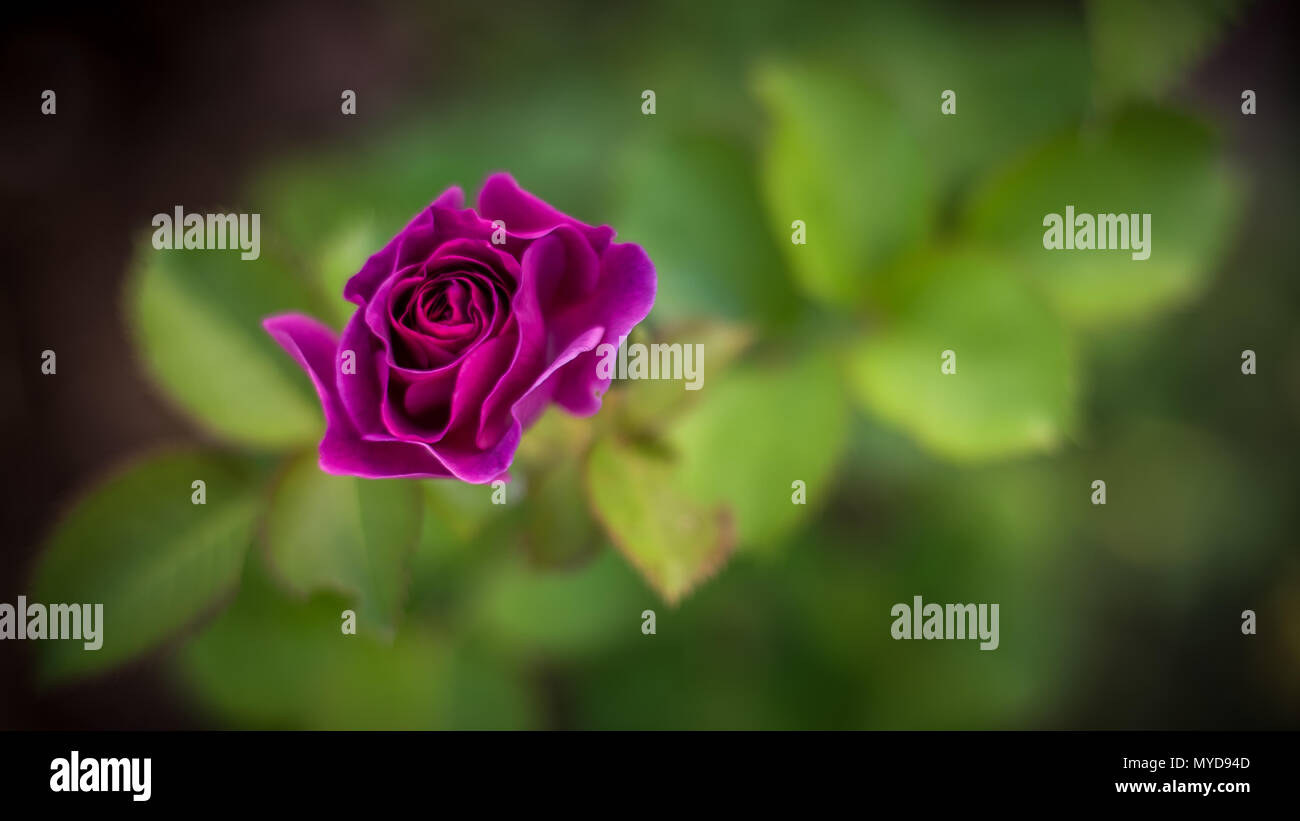 Violet Rose Banque D'Images