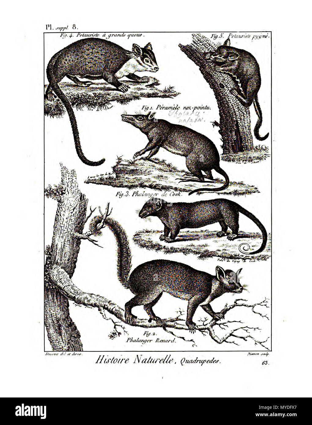 163 Encyclopédie méthodique - mammalogie, PLS8 Banque D'Images