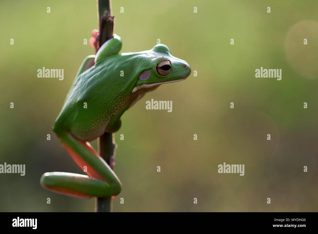 Les grenouilles, rainettes, grenouilles d'arbre sur les ramilles dumpy Banque D'Images