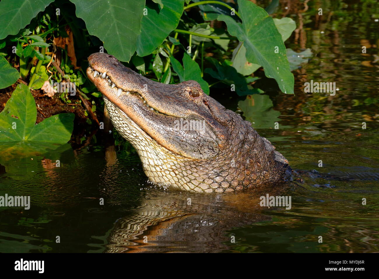 Un homme alligator Alligator mississippiensis, beuglant , pour un partenaire. Banque D'Images