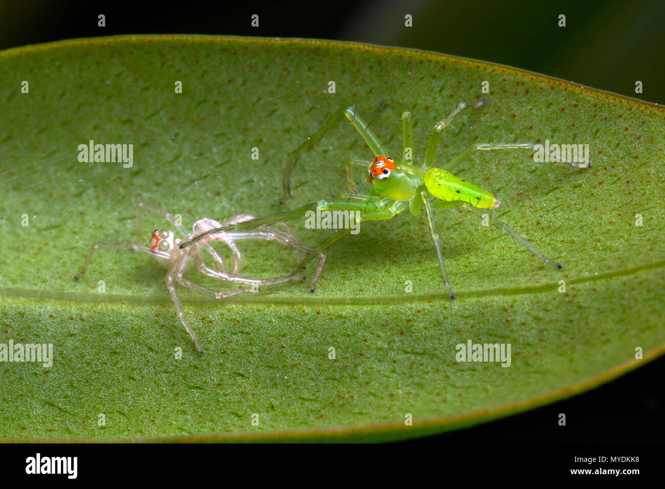 Un magnolia thomisidae, Lyssomanes viridis, mue sur une feuille. Banque D'Images