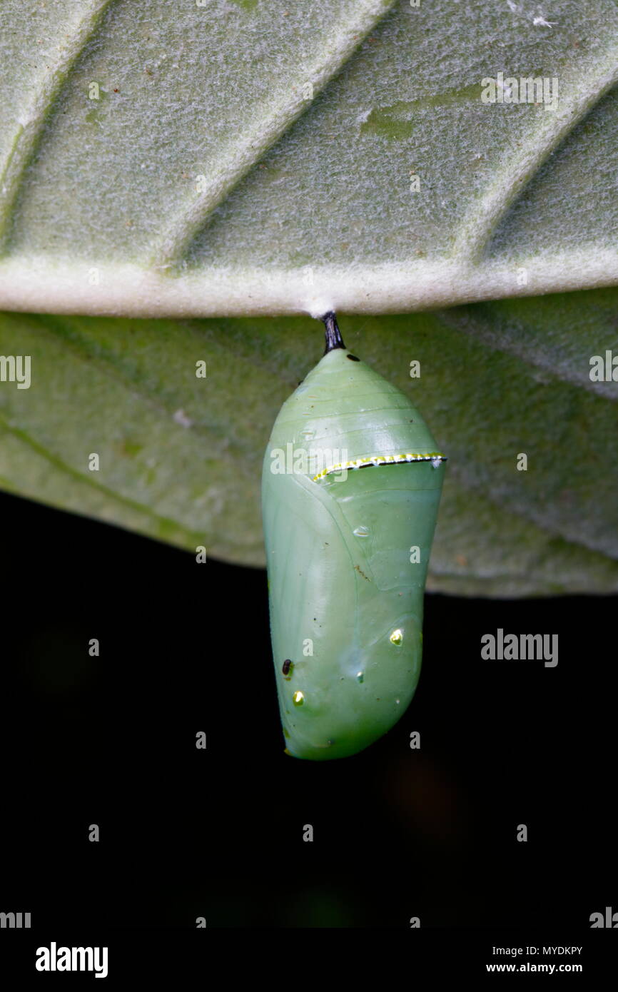 Un monarque, Danaus plexippus chrysalide caterpillar, attaché sur l'asclépiade africains. Banque D'Images