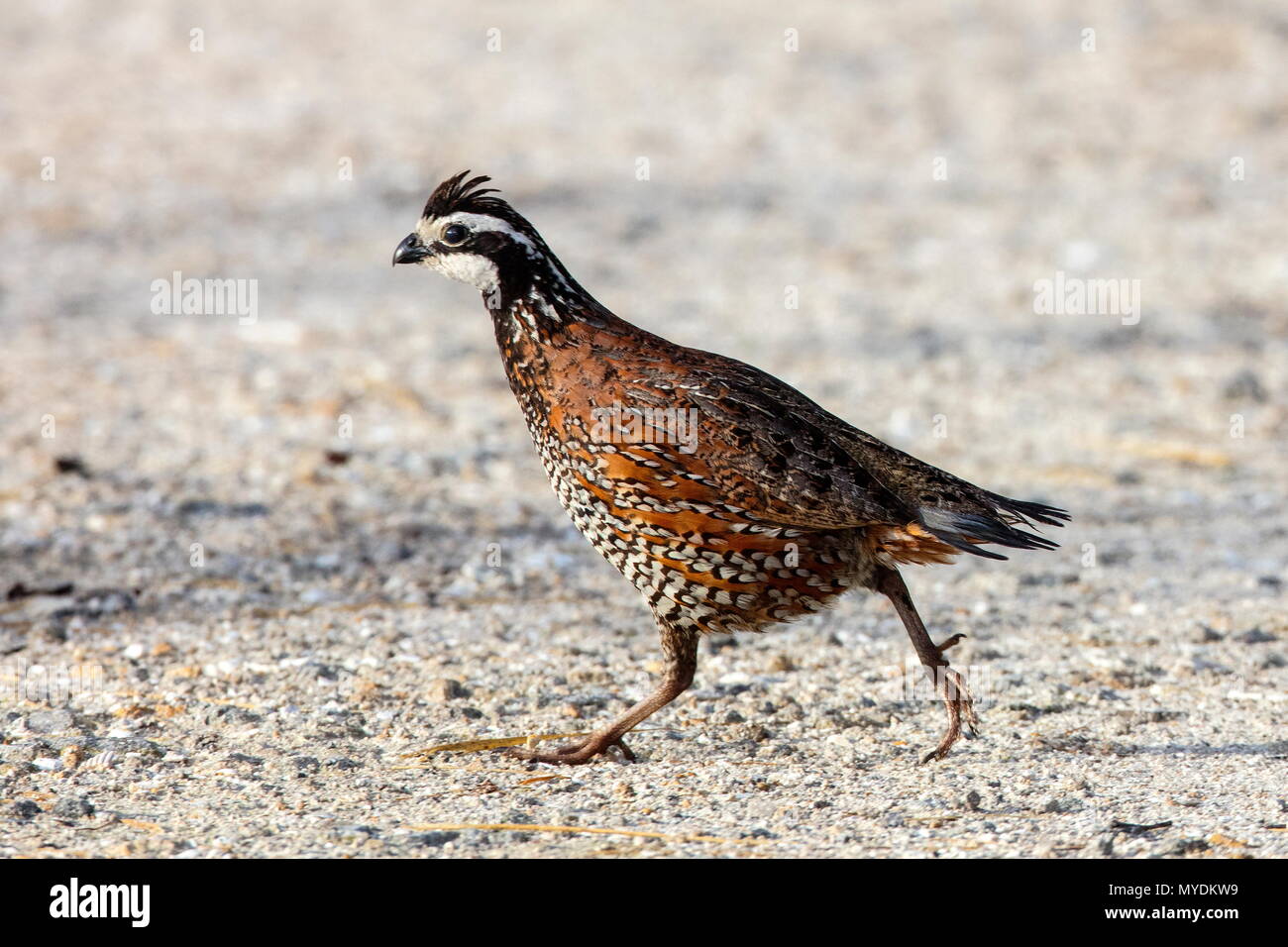 Un colin de Virginie Colinus virginianus,, dans son habitat. Banque D'Images