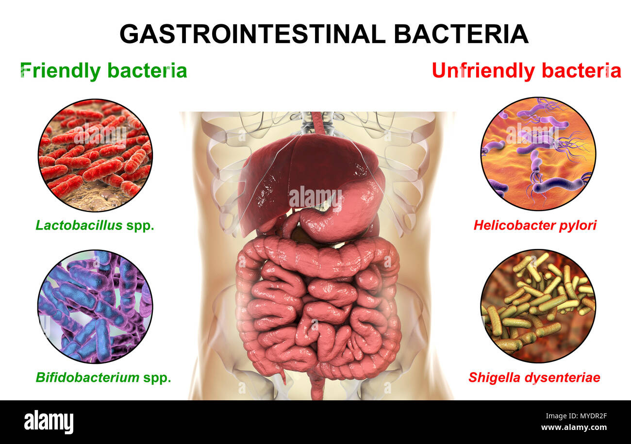 Illustration d'ordinateur du système digestif humain et une vue rapprochée de bactéries trouvées ou infection de l'intestin. Certaines bactéries, telles que Lactobacillus et Bifidobacterium, avoir des fonctions et font partie de la microflore normale. D'autres, comme l'Helicobacter pylori et Shigella, causer la maladie. Banque D'Images