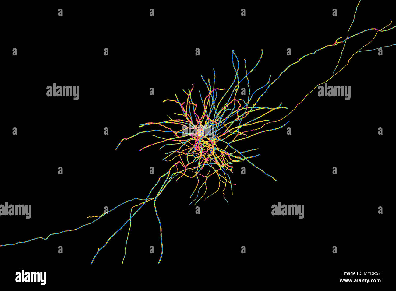 Hippocampe neurone, illustration de l'ordinateur. L'hippocampe chez les humains est la structure dans le cerveau responsable de la mémoire à long terme. Banque D'Images