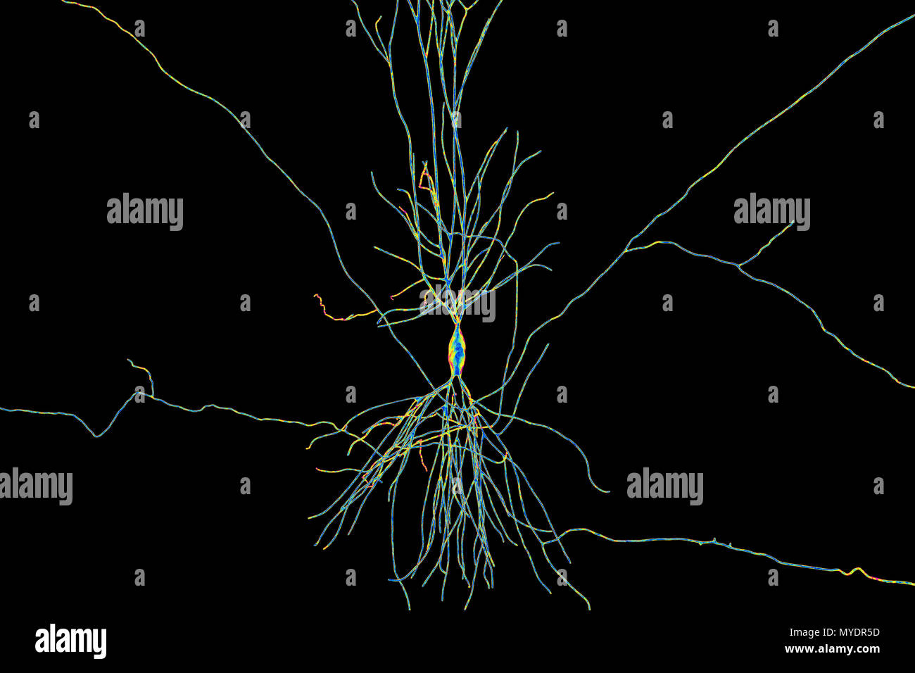 Hippocampe neurone, illustration de l'ordinateur. L'hippocampe chez les humains est la structure dans le cerveau responsable de la mémoire à long terme. Banque D'Images