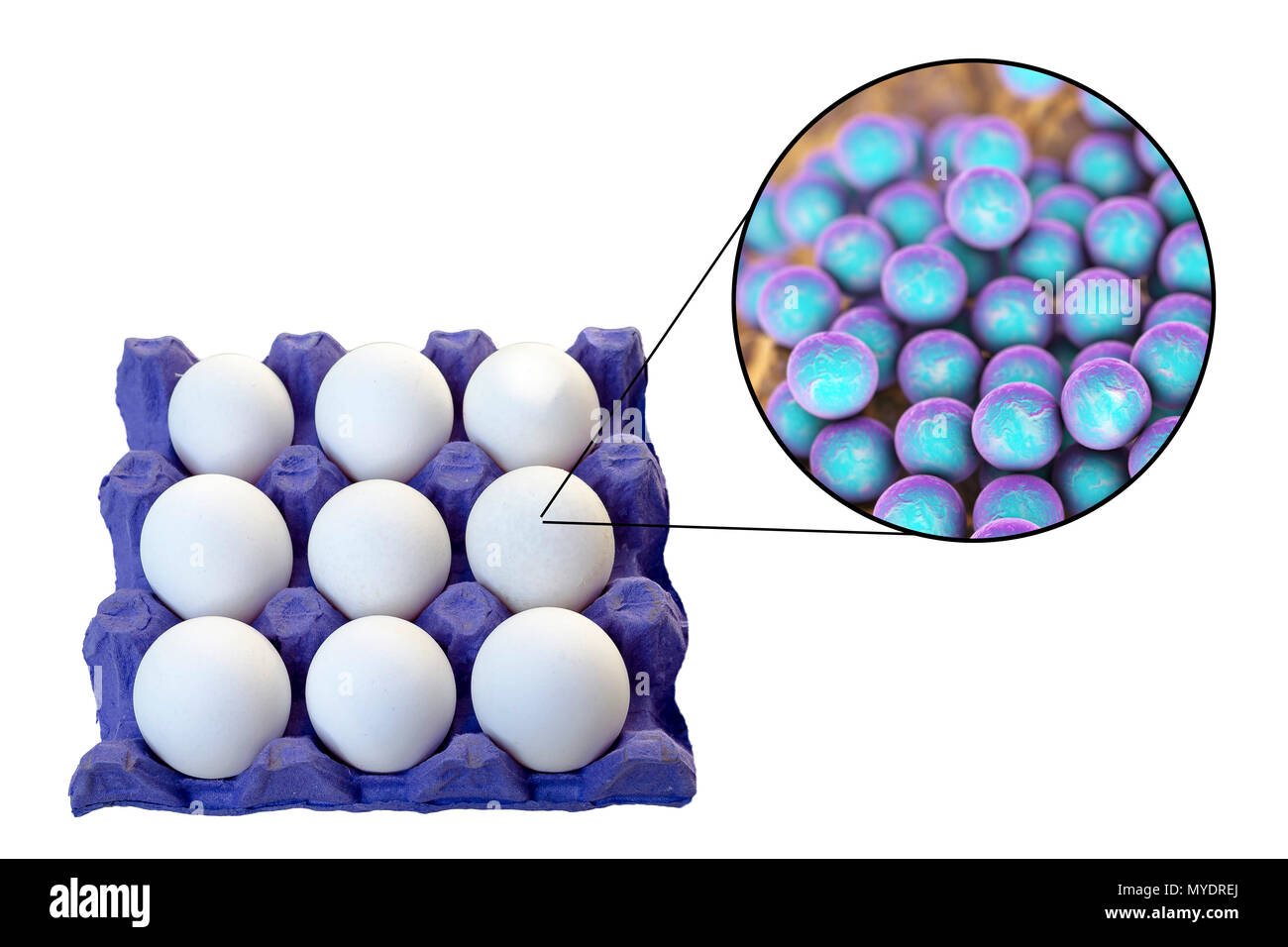 Les oeufs de poule en tant que source d'intoxication alimentaire staphylococcique, illustration conceptuelle. Banque D'Images